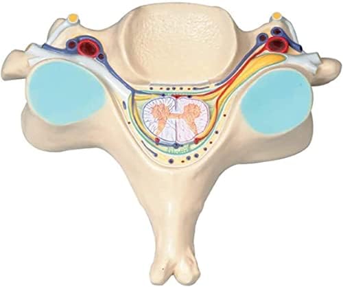 Пети Раздел Увеличаване на Спинномозгового на шийния отдел на Гръбначния мозък на Човека Анатомия Прерязване