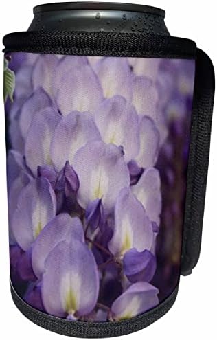 3. Положете Бледо пурпурни и лилави цветя глициния Близък план - В опаковка от хладилника (cc-361700-1).
