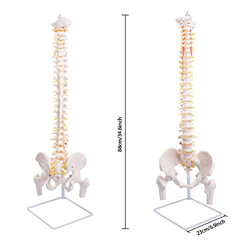 Модел на гръбначния стълб, 34,6 Модел на гръбначния мозък в пълен размер Гъвкав Анатомический на гръбначния стълб с Прешлени, Нерви, Артериями, поясничным отдел и мъж